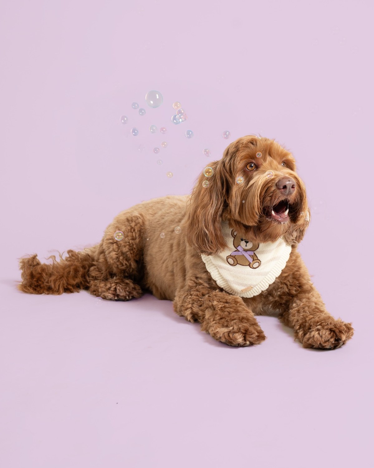 Pet portrait sample