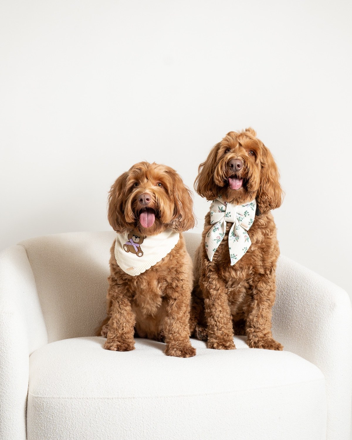Pet portrait sample