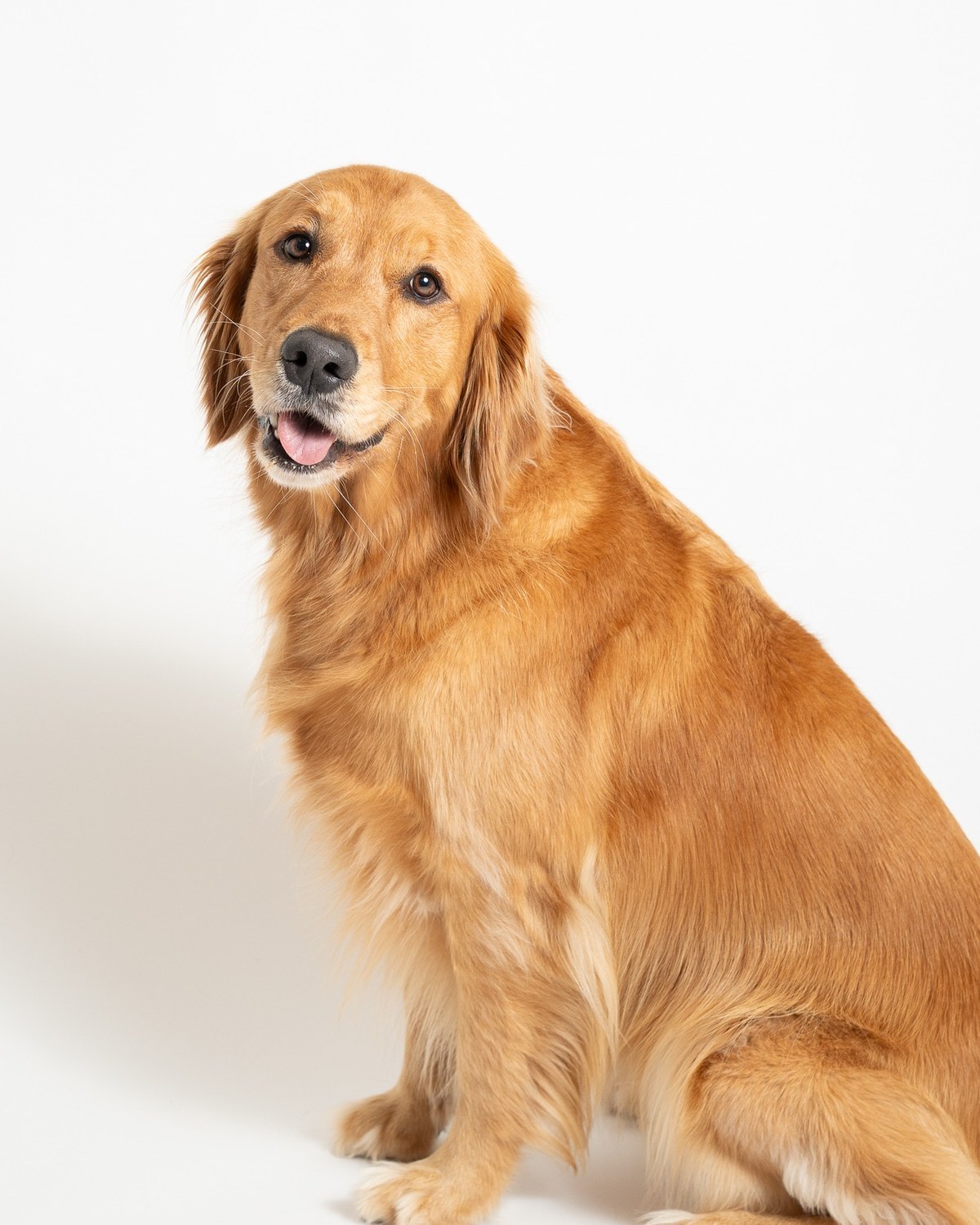 Pet portrait sample