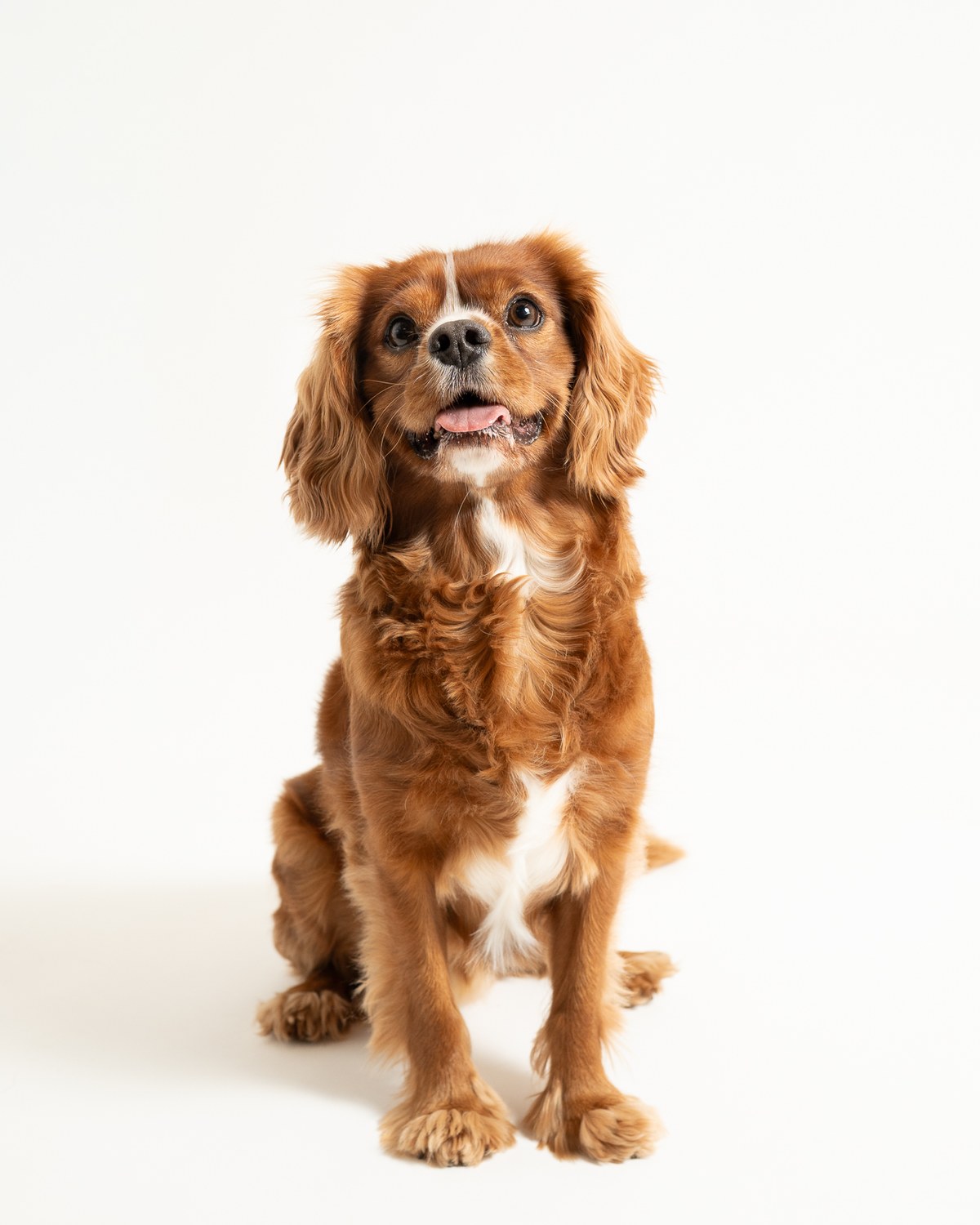 Studio portrait of a small spaniel