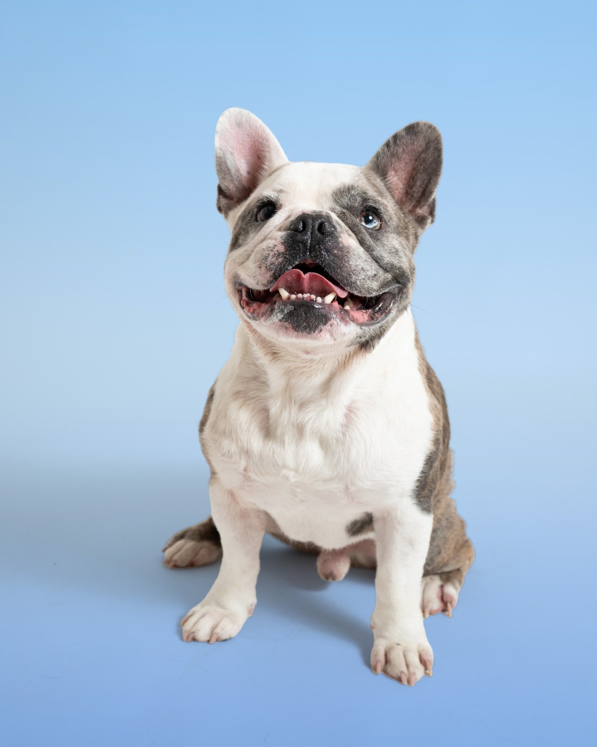 Studio portrait of a French bulldog