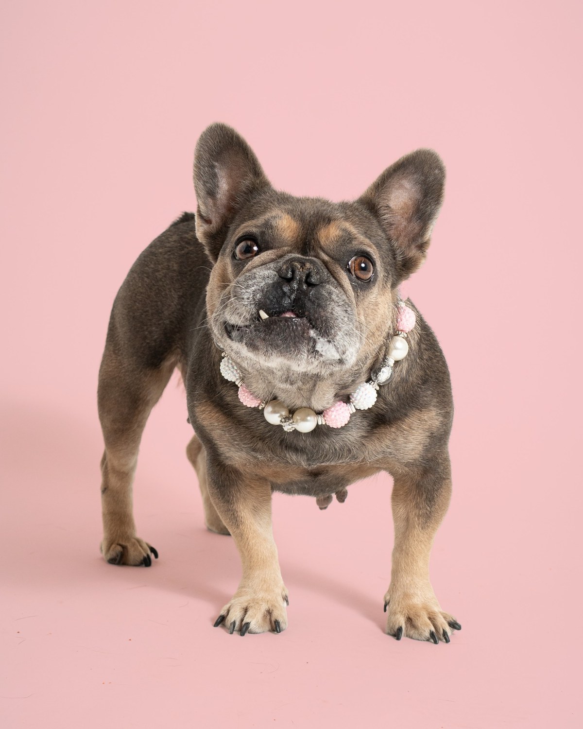 Studio pet portrait of a dog on a colorful background