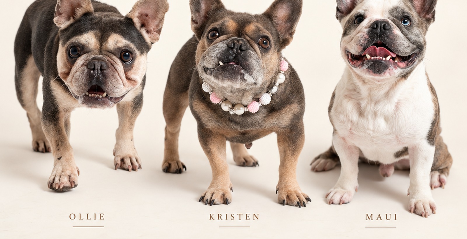 Three French bulldogs photographed for a local rescue
